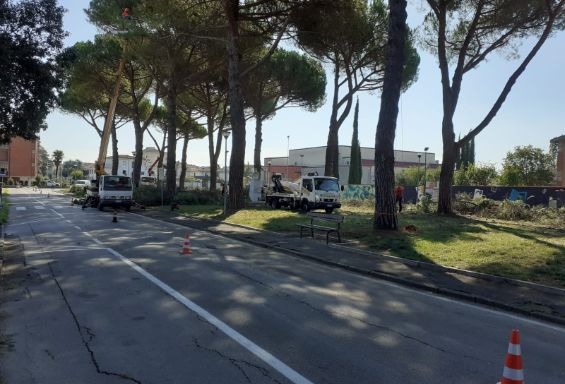 Piazza Mazzini più sicura dopo l’intervento di potatura dei pini